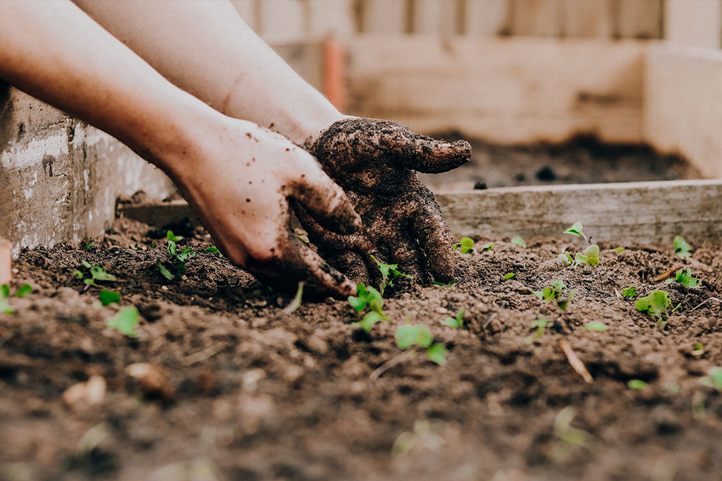 planting Oportunidad Parcelas Chile