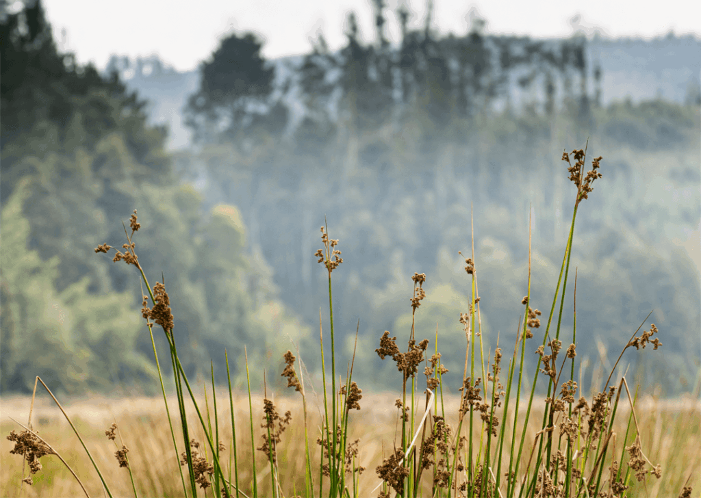foto blog Oportunidad Parcelas Chile